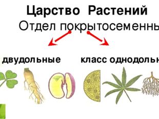  Царство Растений Отдел покрытосеменные класс двудольные класс однодольные 