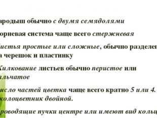 Признаки Двудольных Зародыш обычно с двумя семядолями Корневая система чаще в