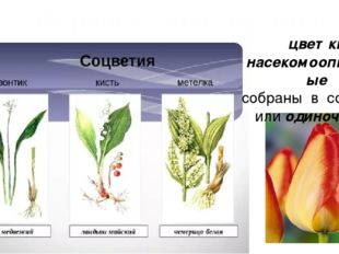 Порядок лилеецветные цветки насекомоопыляемые собраны в соцветия или одиночные 