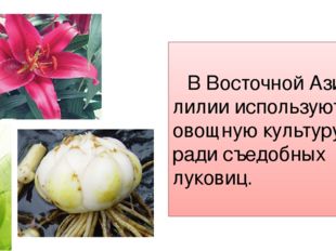 В Восточной Азии лилии используют как овощную культуру, ради съедобных луков