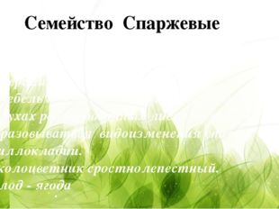 Около 550 видов. Засушливые области всех континентов, кроме Америки. Стебель