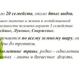 Порядок лилеецветные Около 20 семейств, около 4тыс видов. Большое значение в