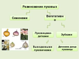 Размножение луковых Семенами Вегетативно Выводковыми луковичками Зубками Луко