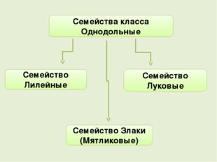 Семейства класса Однодольные Семейство Лилейные Семейство Луковые Семейство З