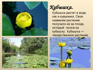 Кубышка. Кубышка растет в воде, как и кувшинка. Свое название растение получи