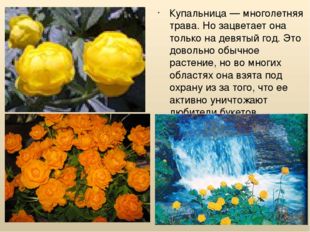 Купальница — многолетняя трава. Но зацветает она только на девятый год. Это д