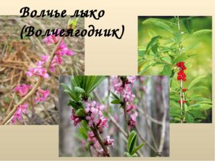 Волчье лыко (Волчеягодник) 