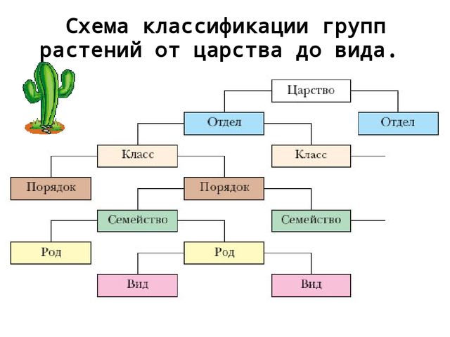 Царство растений классификация схема с примерами.