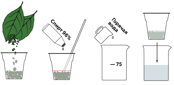 plants_chlorophyll_ru_iks-01