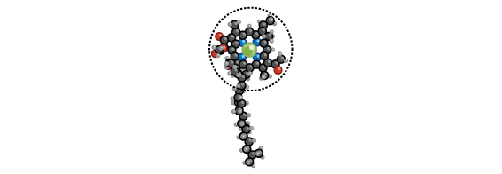 plants_chlorophyll_ru_iks-03