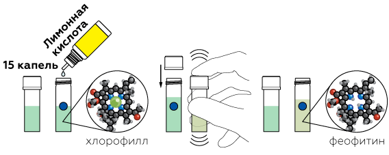 plants_chlorophyll_ru_iks-04