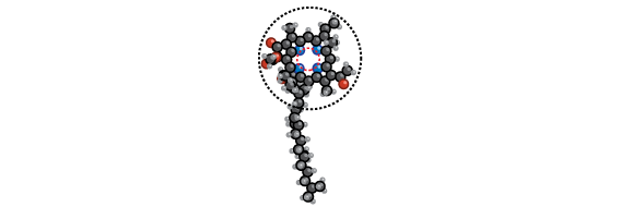 plants_chlorophyll_ru_iks-05