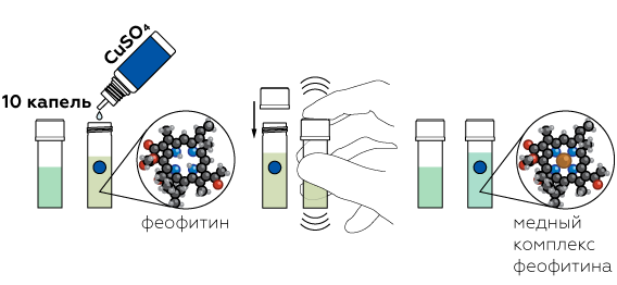 plants_chlorophyll_ru_iks-06