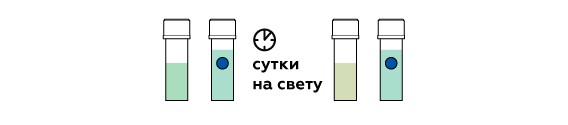 plants_chlorophyll_ru_iks-07