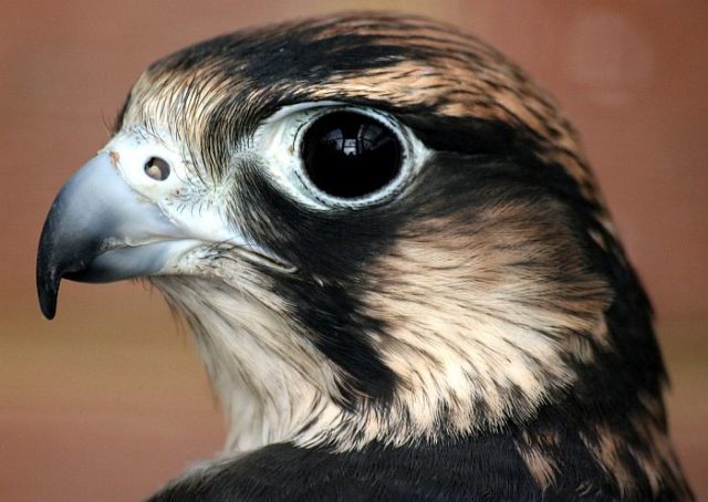 В пикирующем полете птица сапсан развивает скорость 360 км/ч