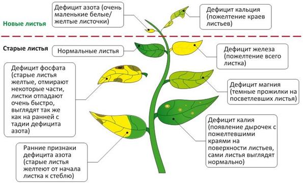 Фото признаки и симтомы заболевания аквариумных растений