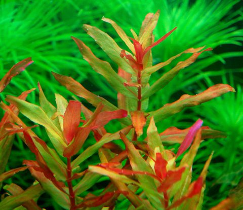 rotala macrandra green narrow leaf