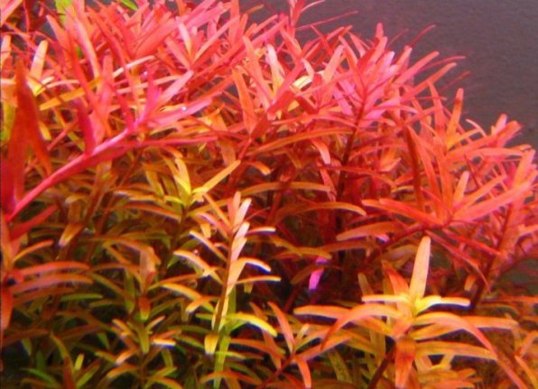 Rotala macrandra narrow leaf