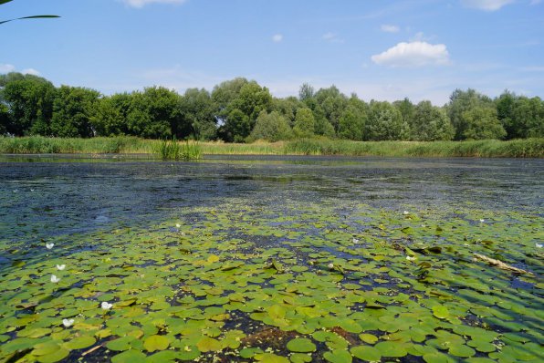 Водокрас лягушачий или водокрас обыкновенный фото