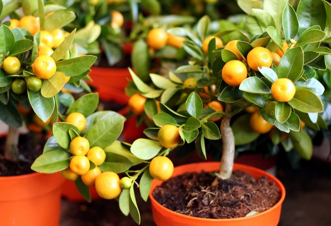 Какие плодовые растения можно выращивать в домашних условиях