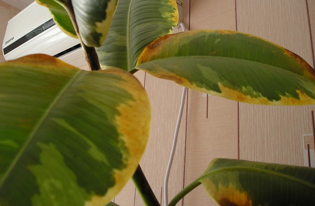 Как можно вылечить и предупредить ржавчину на растениях?