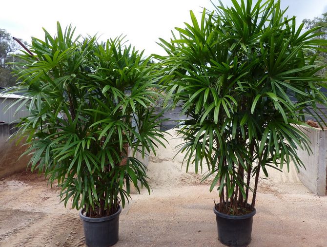 Советы и рекомендации по выращиванию пальмы раписа