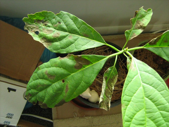Авокадо, как и все комнатные растения, боится одних и тех же вредителей – щитовку и паутинного клеща