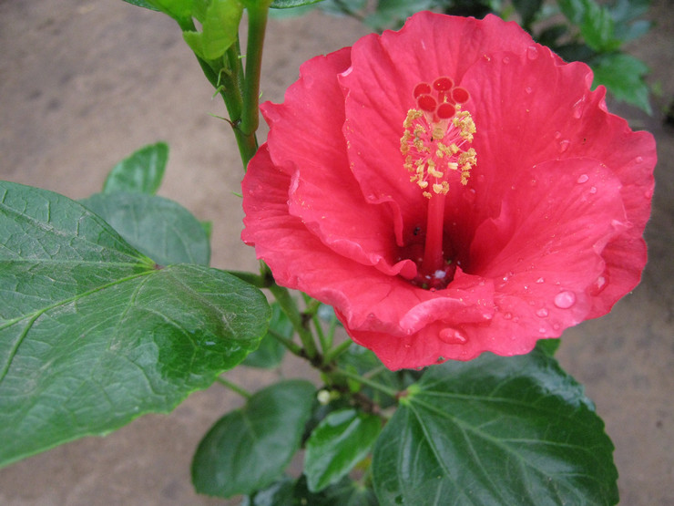 Гибискус или «Китайская роза» – это растение, приносящее страсть одиноким людям и семейным парам.