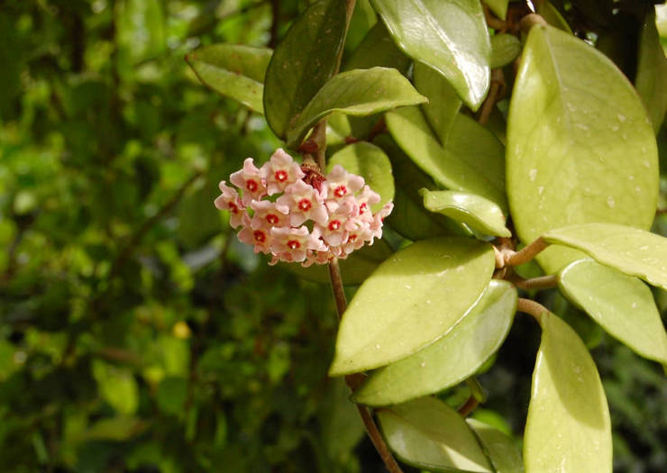 Хойя или «восковой плющ» – это азиатский цветущий кустарник с множеством шарообразных соцветий.
