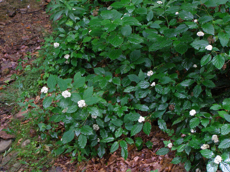 Гортензия древовидная – влаголюбивое растение, название которого дословно переводится как «сосуд с водой»