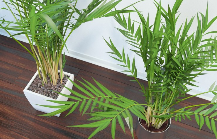 Удобрения, предназначенные для комнатных цветов или для пальм, рекомендуется вносить на протяжении всего года