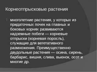 Корнеотпрысковые растения многолетние растения, у которых из придаточных поче