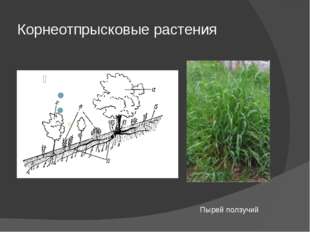 Корнеотпрысковые растения Пырей ползучий 