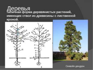 Деревья типичная форма деревянистых растений, имеющих ствол из древесины с ли