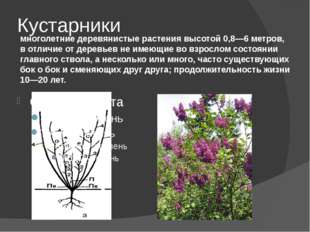 Кустарники многолетние деревянистые растения высотой 0,8—6 метров, в отличие