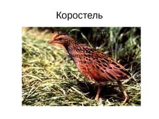 Коростель 