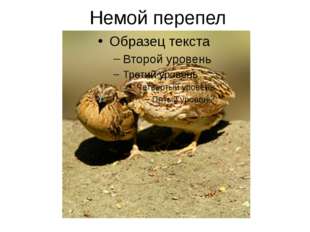 Немой перепел 