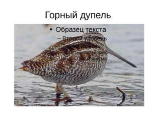 Горный дупель 