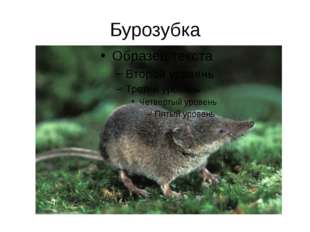 Бурозубка 