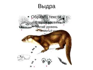 Выдра 