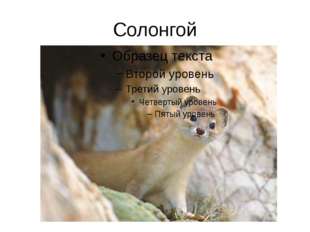 Солонгой 