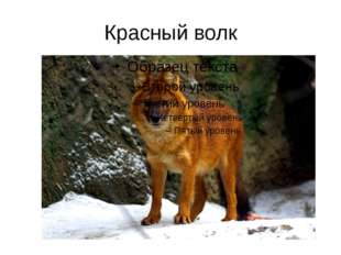 Красный волк 