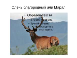 Олень благородный или Марал 