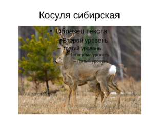 Косуля сибирская 