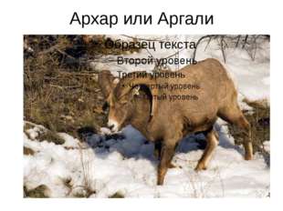 Архар или Аргали 