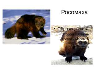 Росомаха 