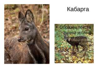 Кабарга 