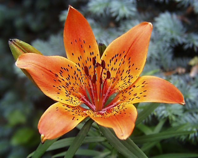 http://www.kotusozluk.com/img/2011/03/lilium_15797.jpg