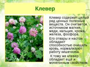 Клевер 	Клевер содержит целый ряд ценных полезных веществ. Он считается источ