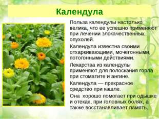 Календула 	Польза календулы настолько велика, что ее успешно применяют при ле